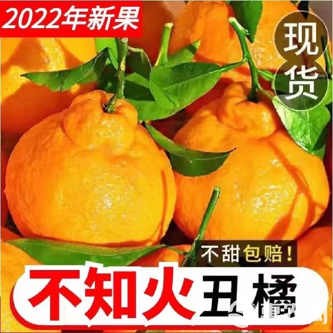 【爆炸甜】四川不知火丑橘丑八怪橘子当季新鲜水果耙耙柑橘整箱批