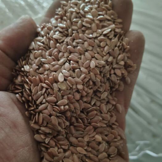 霍尔果斯哈萨克斯坦亚麻籽