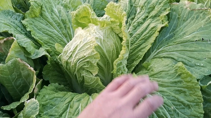 河北保定秋季大白菜，自己种的，量大从优！