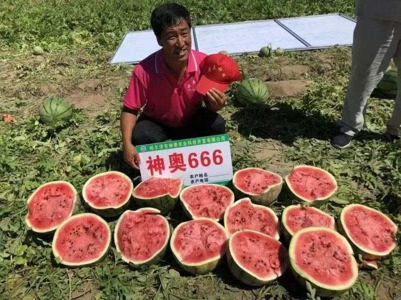 神奥666精品西瓜种子 皮色绿瓤色红产量高皮薄坚韧耐储运甜脆