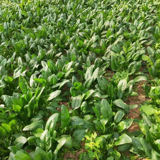 深州市大量供应菠菜