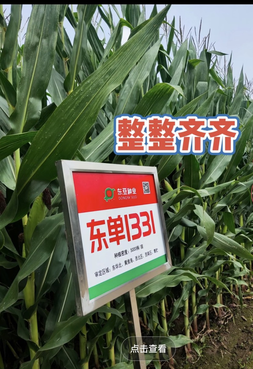 辽宁东亚东单1331、7300粒、精选粒实惠装到货