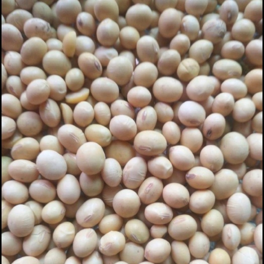 济南大豆新货