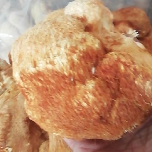 海林市东北猴头菇，个大毛长，颜色好看