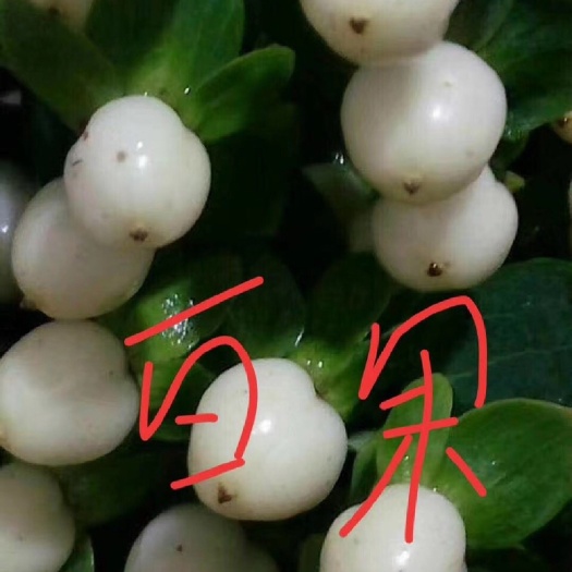 昆明火龙珠 水晶果 方豆