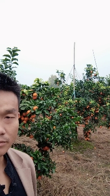 金秋沙糖桔