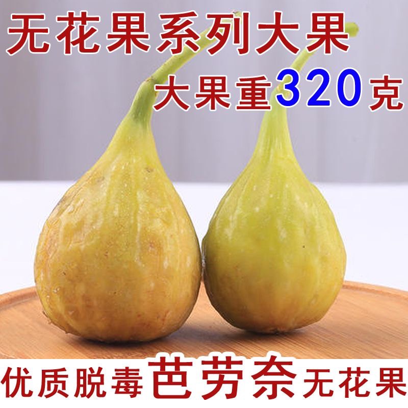 平邑县笆劳奈无花果苗包成活包结果支持技术指导南北方可种植可签合同