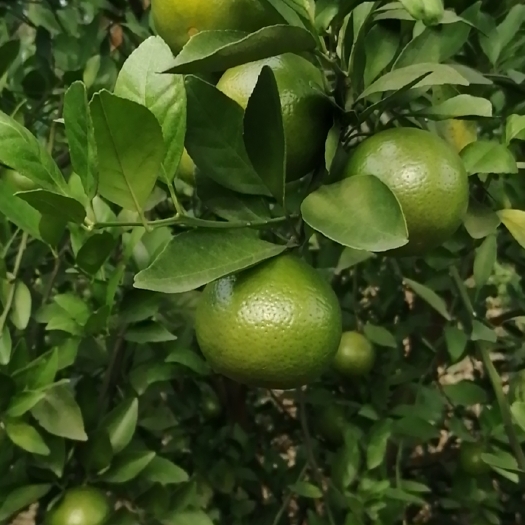 扶绥县皇帝柑