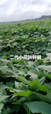 湛江二代小花叶