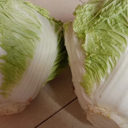 闻喜县白菜
