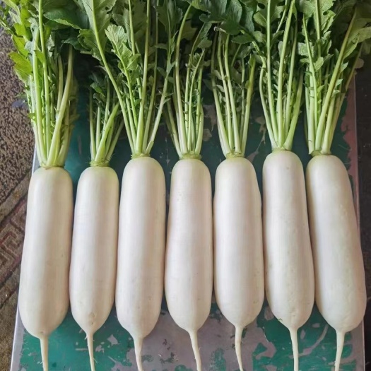 钟祥市湖北精品白萝卜，各种规格和包装，质量有保障带售后，产地直发