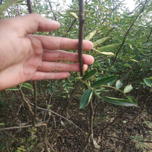 绛县嫁接的无刺花椒树苗无刺花椒苗高品质花椒