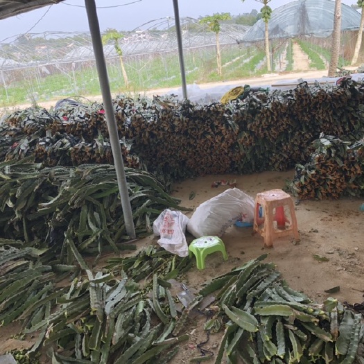 惠州金都火龙果苗