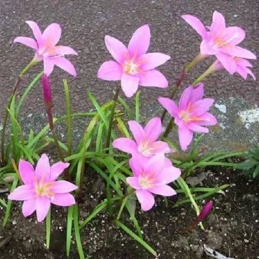 罗平县风雨兰  水仙花   朱顶红  风雨兰  韭兰  韭莲 种球