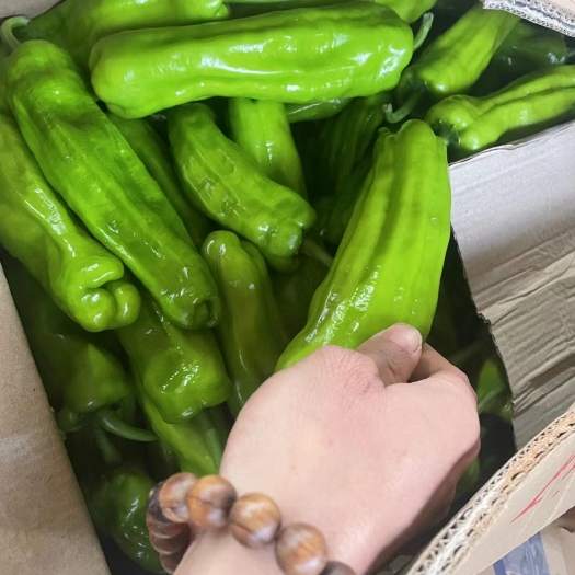 徐闻县《精品货》芜湖椒，一手货源，产地直发