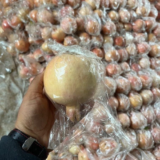 礼泉县大量唐昭陵石榴出货中