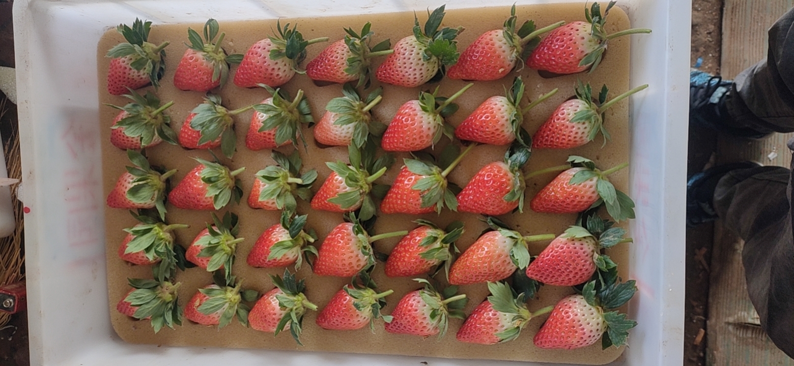 济南山东济南甜宝草莓   实力代办   自家有大棚