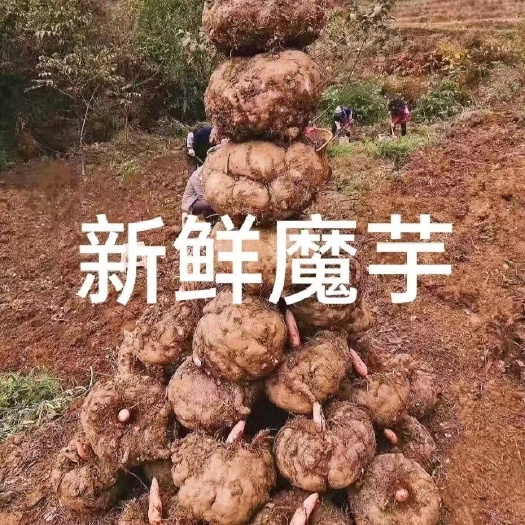昭通云南新鲜魔芋批发现挖魔芋个大魔芋豆腐原材料生魔芋食用魔芋批发