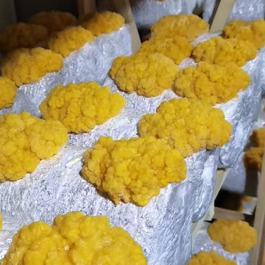 太康县金耳菌种