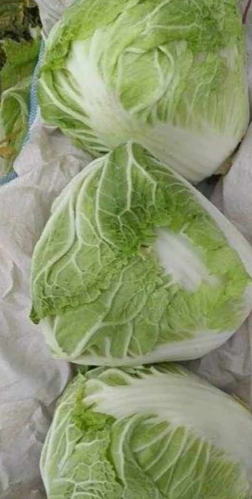 大名县出售优质868白菜400亩黄心白菜400亩