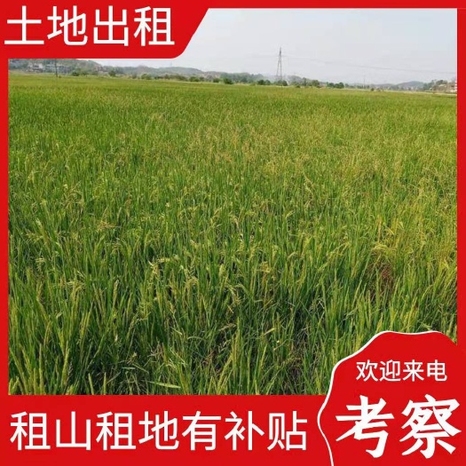 常宁市田地