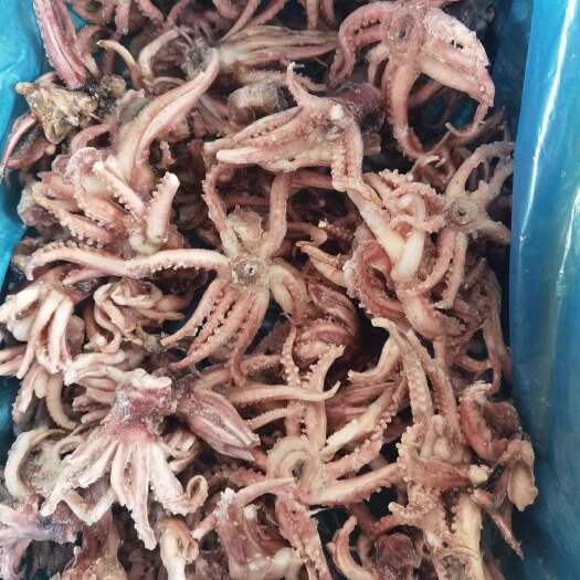 高碑店市深海小八爪 脆口