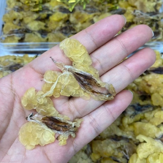 汕头足干雪蛤油净油，吃过的女人皮肤嫩滑！雪蛤口感爽滑 好吃，营养