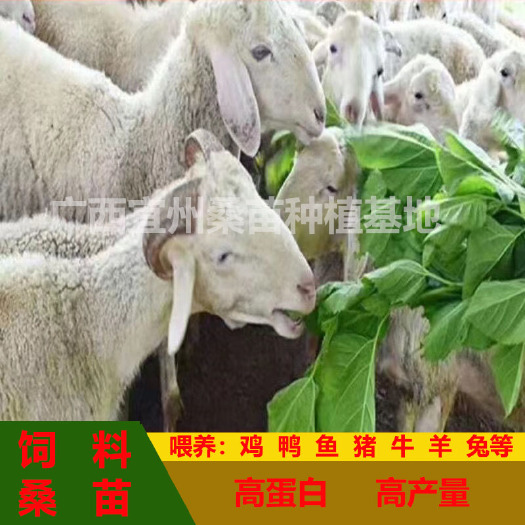 横州市饲料桑树苗养殖专用南方种植小苗蛋白桑青储大叶桑四季苗养猪牛羊