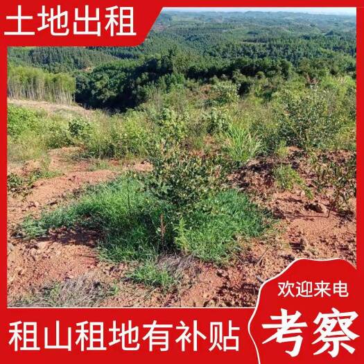衡南县荒山，其它林地出租，价格：30元/亩/年，可租30年