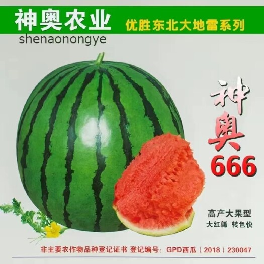 樟树市神奥666精品西瓜种子 皮色绿瓤色红产量高皮薄坚韧耐储运甜脆