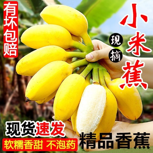 南宁广西正宗小米香蕉当季水果自然熟小米蕉新鲜9斤装包邮