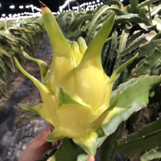 惠州以色列无刺黄龙火龙果苗