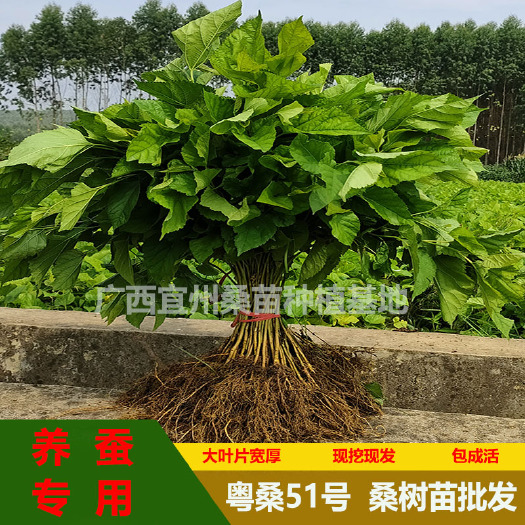 横州市粤桑51号批发养蚕桑树树苗大叶桑苗实生苗广西基地现挖现发批发