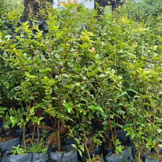 惠州沙巴嘉宝果树葡萄果树苗品种果树