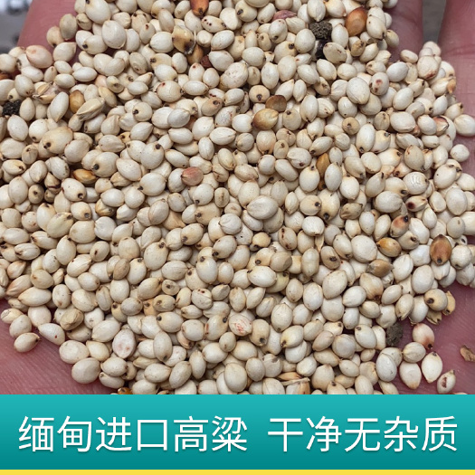 缅甸高粱酿酒新糯红高粱-白高粱米五谷杂粮带壳高粱米源头供应