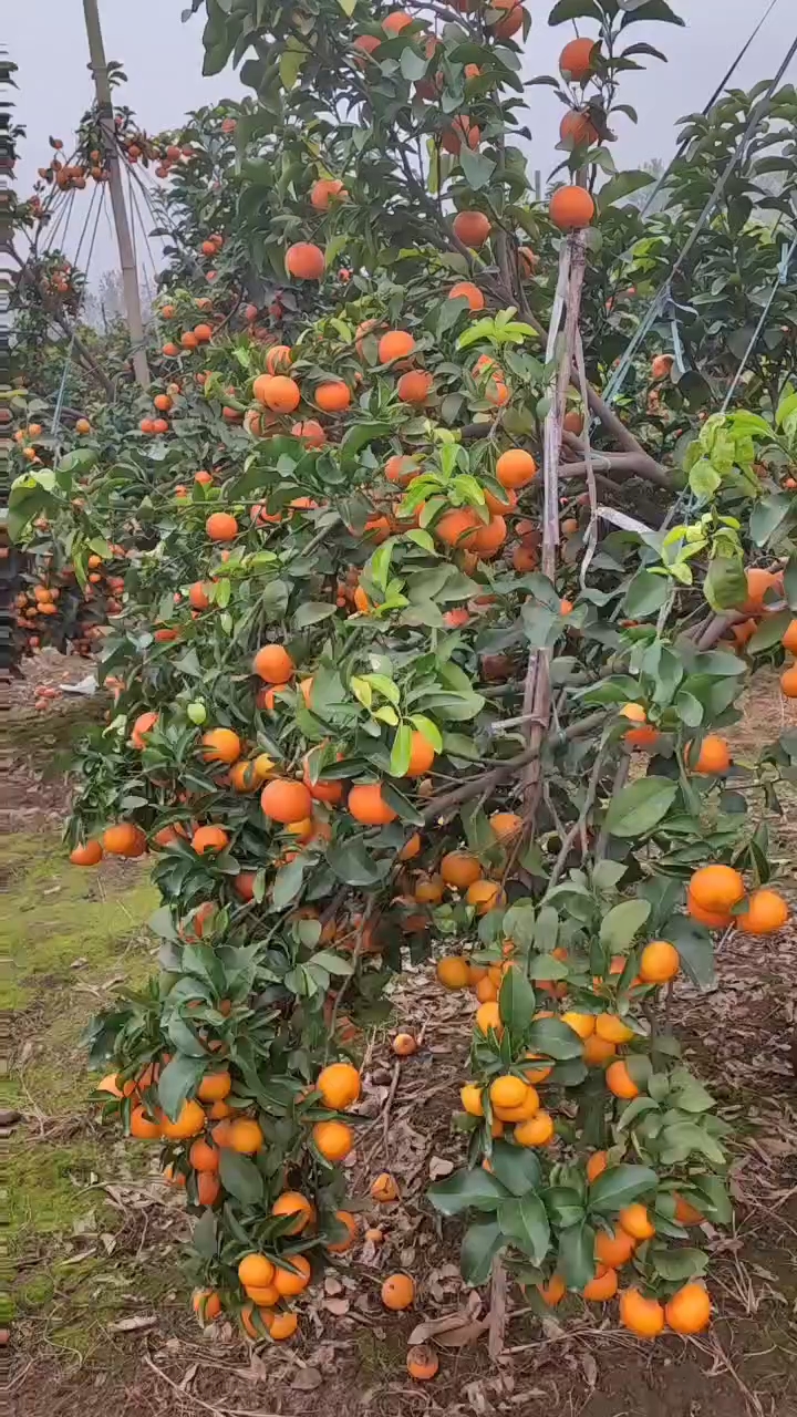 金秋沙糖桔