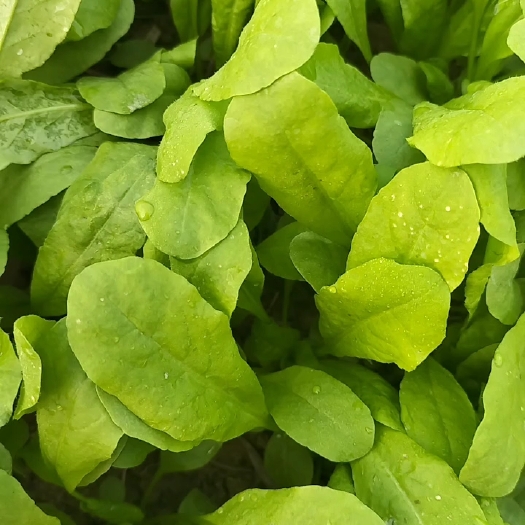 睢县野生菜荠菜荠荠菜