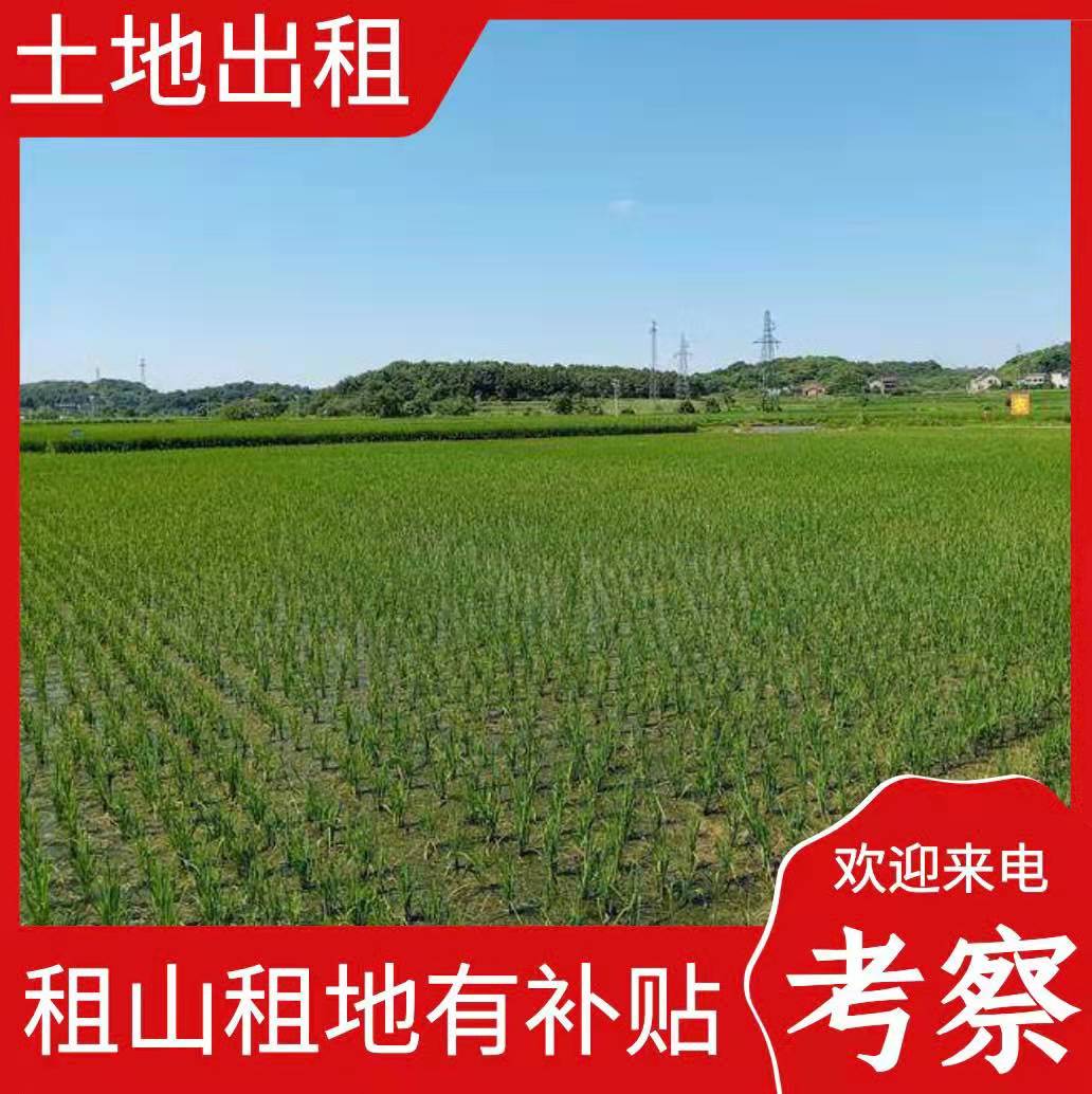 水稻田1500亩出租国家有补贴合同3年一签租金350/亩/年