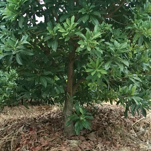 靖州县地经6公分东魁黑炭台梅杨梅树，地苗，质量保证