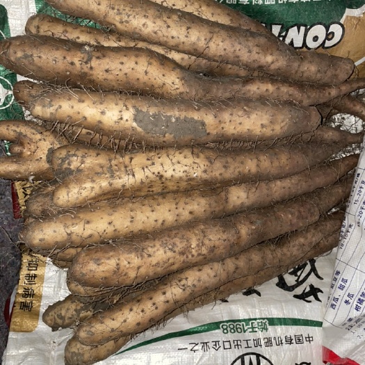 白玉山药大量上市、欢迎各位老板前来采购