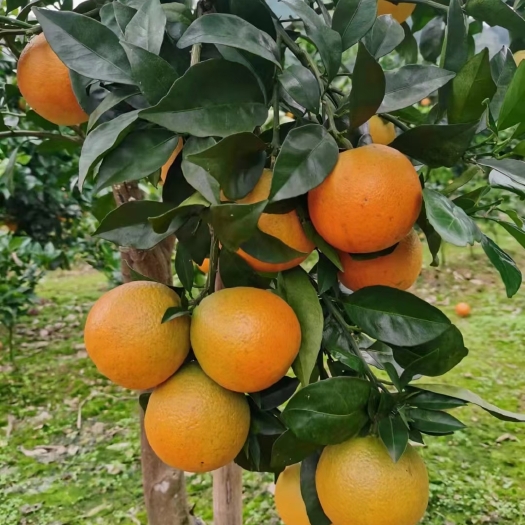 长沙纽荷尔脐橙苗