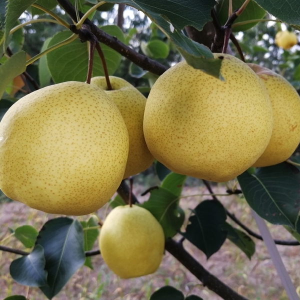 蜜梨     蜂蜜梨  晋蜜梨 隰县蜜梨