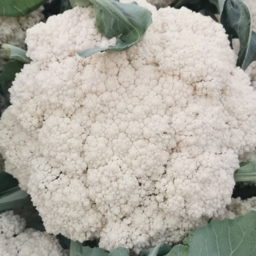 徐州白面青梗小米花花菜