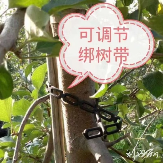 衡水果树绑束带