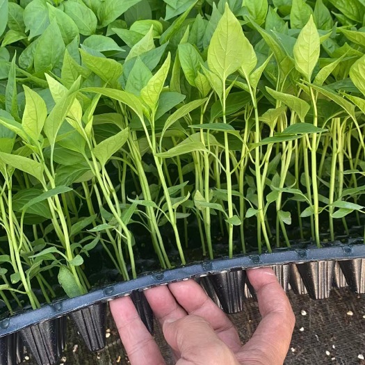 惠州薄皮大果 尖椒苗
