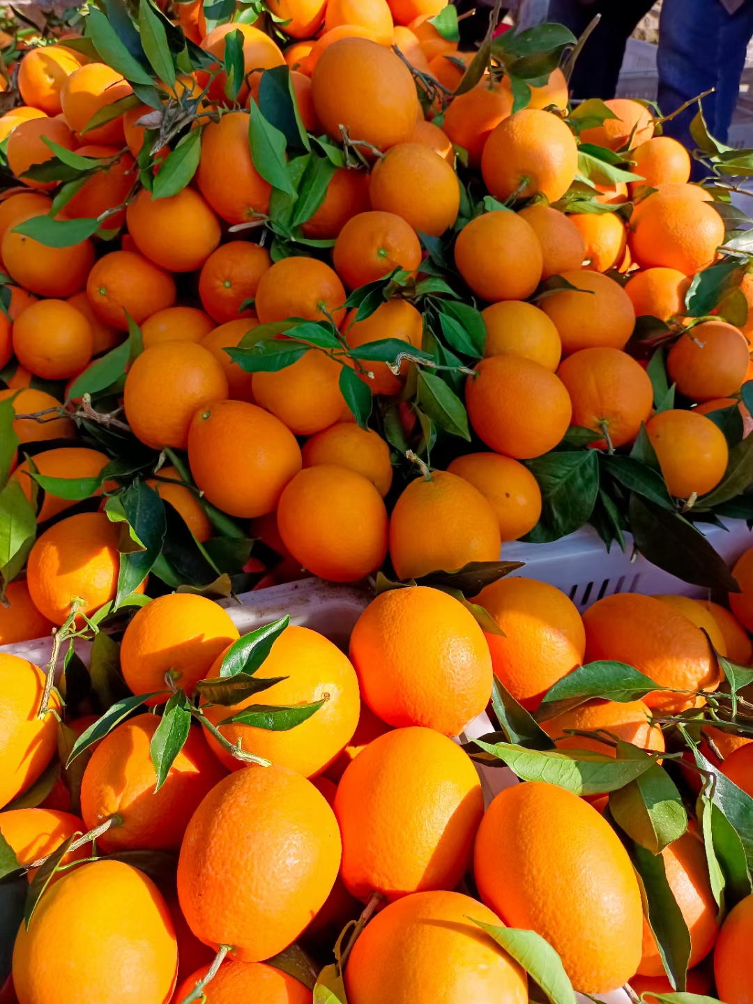 枝江市精品纽荷尔脐橙 对接电商 社团 批发市场 货源充足口感甜