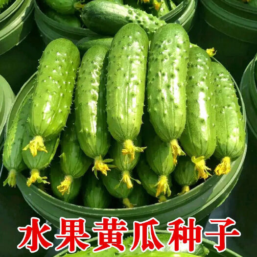 宿迁四季播种水果黄瓜种子盆栽不搭架新品种甜脆早熟生吃黄瓜种子