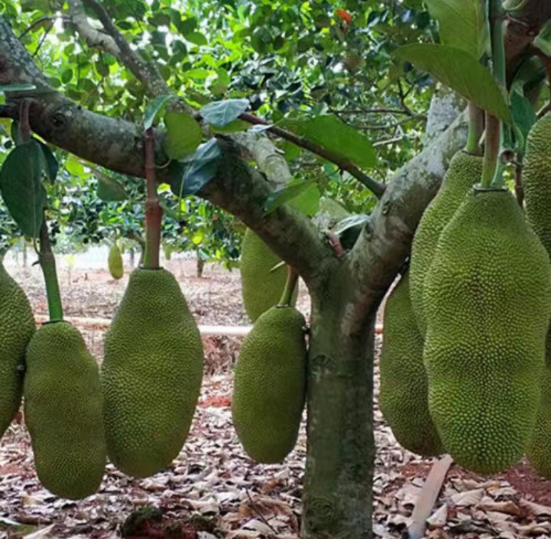 海南黄肉菠萝蜜产地直供，支持整车物流