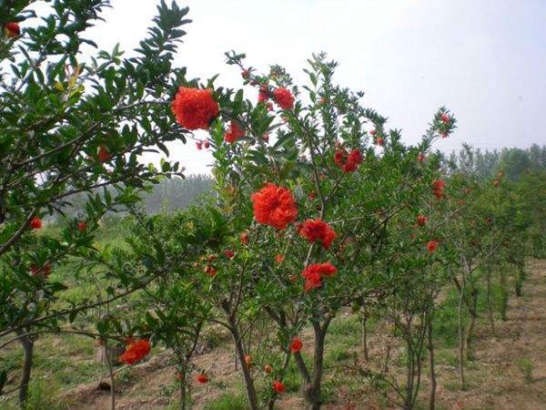 昔阳县牡丹花石榴苗