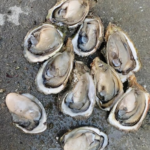 诏安县福建一口蚝，肥度好肉质鲜美